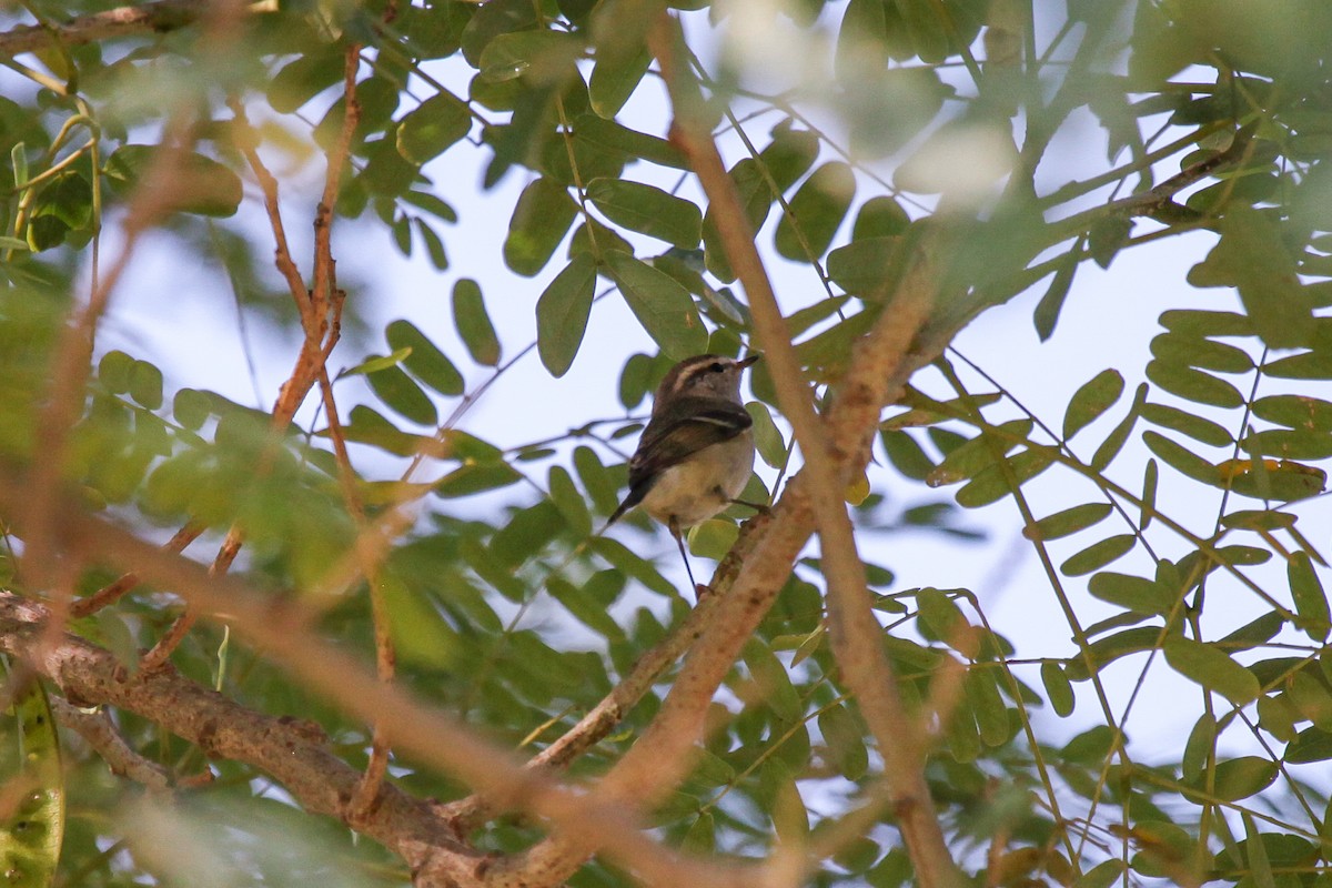 Hume's Warbler - ML556473281