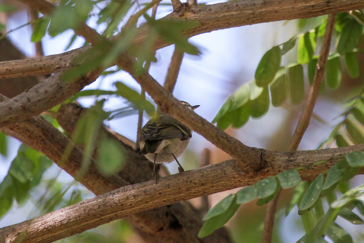 Hume's Warbler - ML556473301