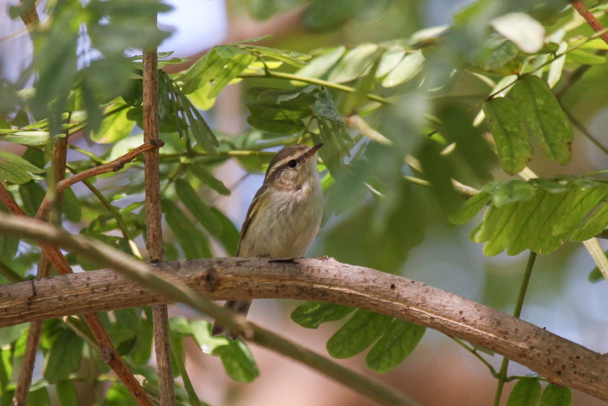 Hume's Warbler - ML556473311