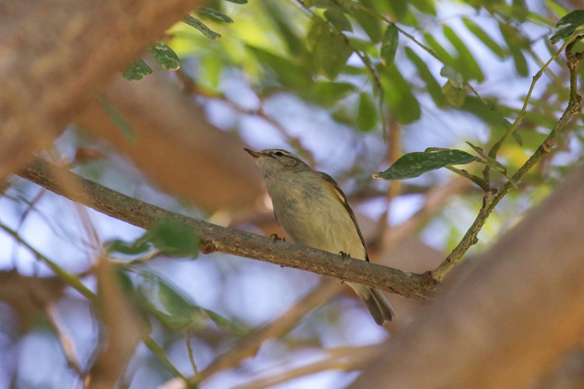 Hume's Warbler - ML556473321