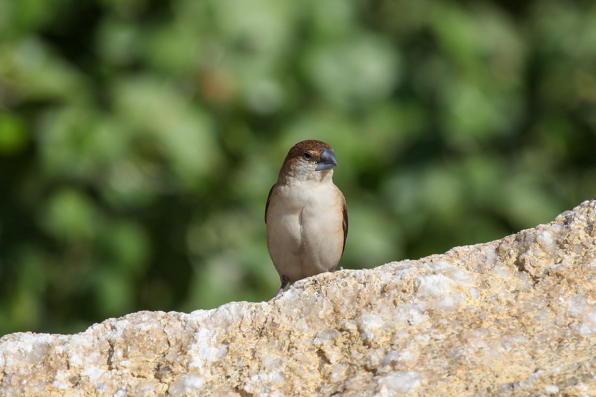 Indian Silverbill - ML556473341