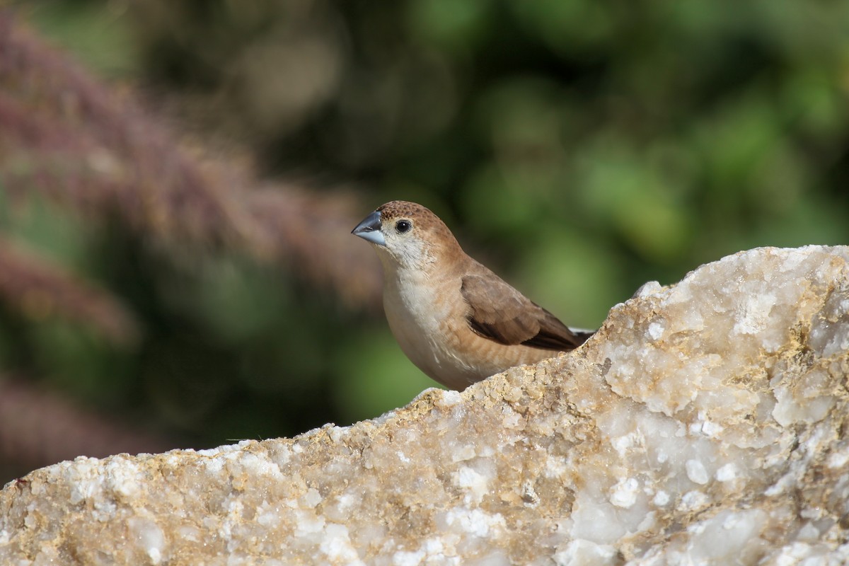 Indian Silverbill - ML556473361