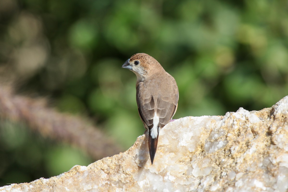 Indian Silverbill - ML556473371