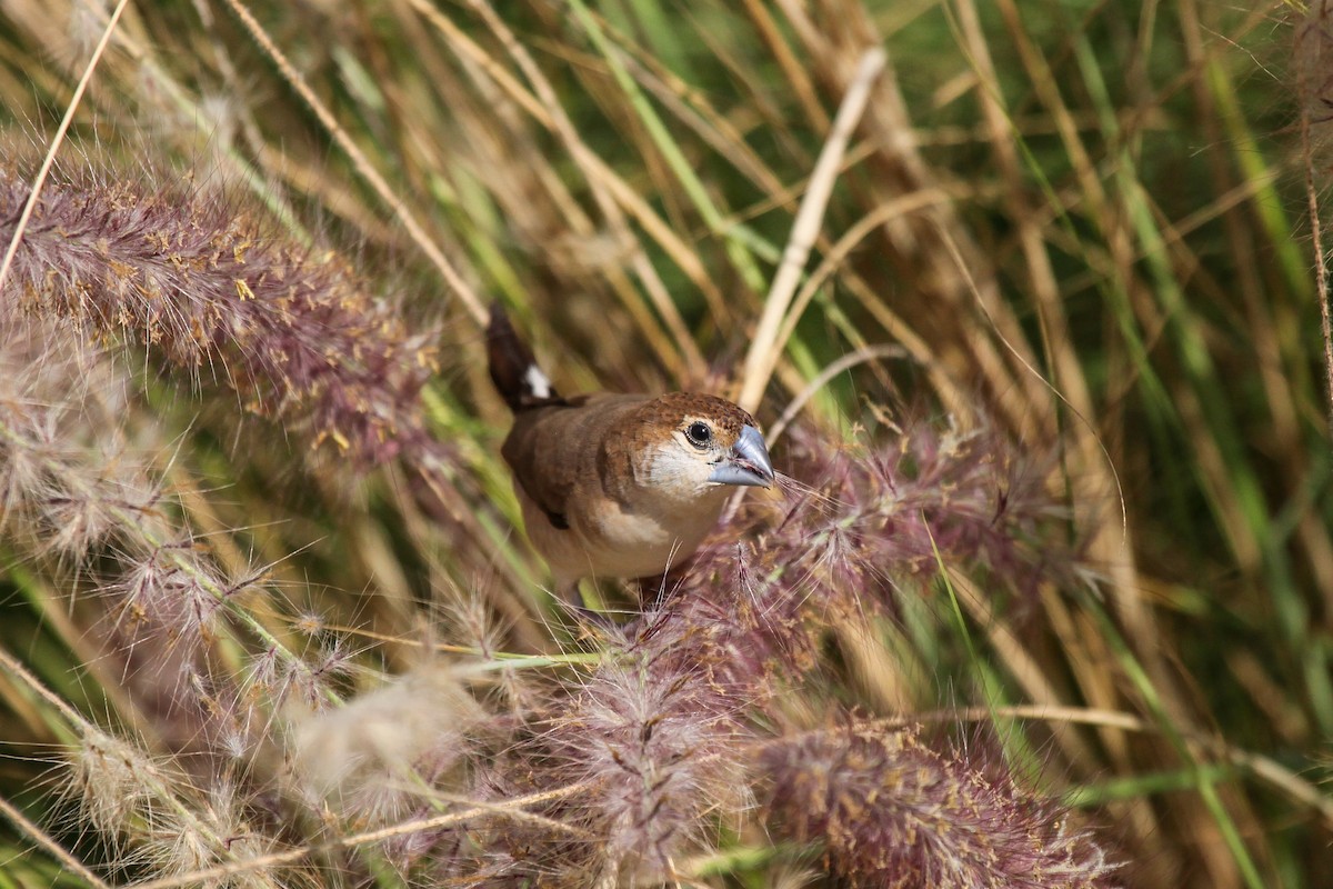 Indian Silverbill - Tommy Pedersen