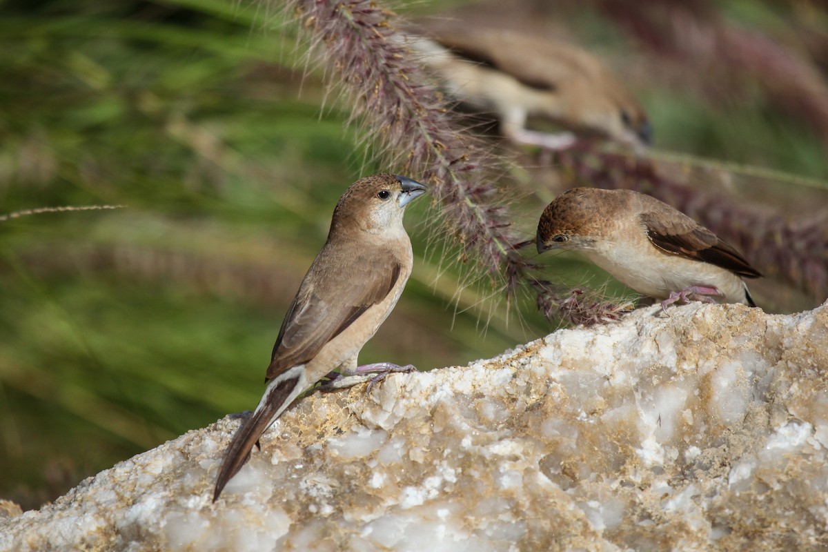 Indian Silverbill - ML556473431