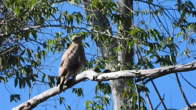 tanımsız Buteo sp. - ML556474161