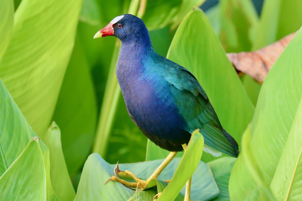 Purple Gallinule - Lloyd Davis