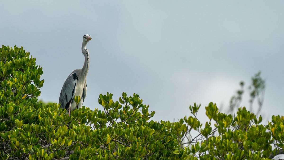 Хөх дэглий - ML556475641