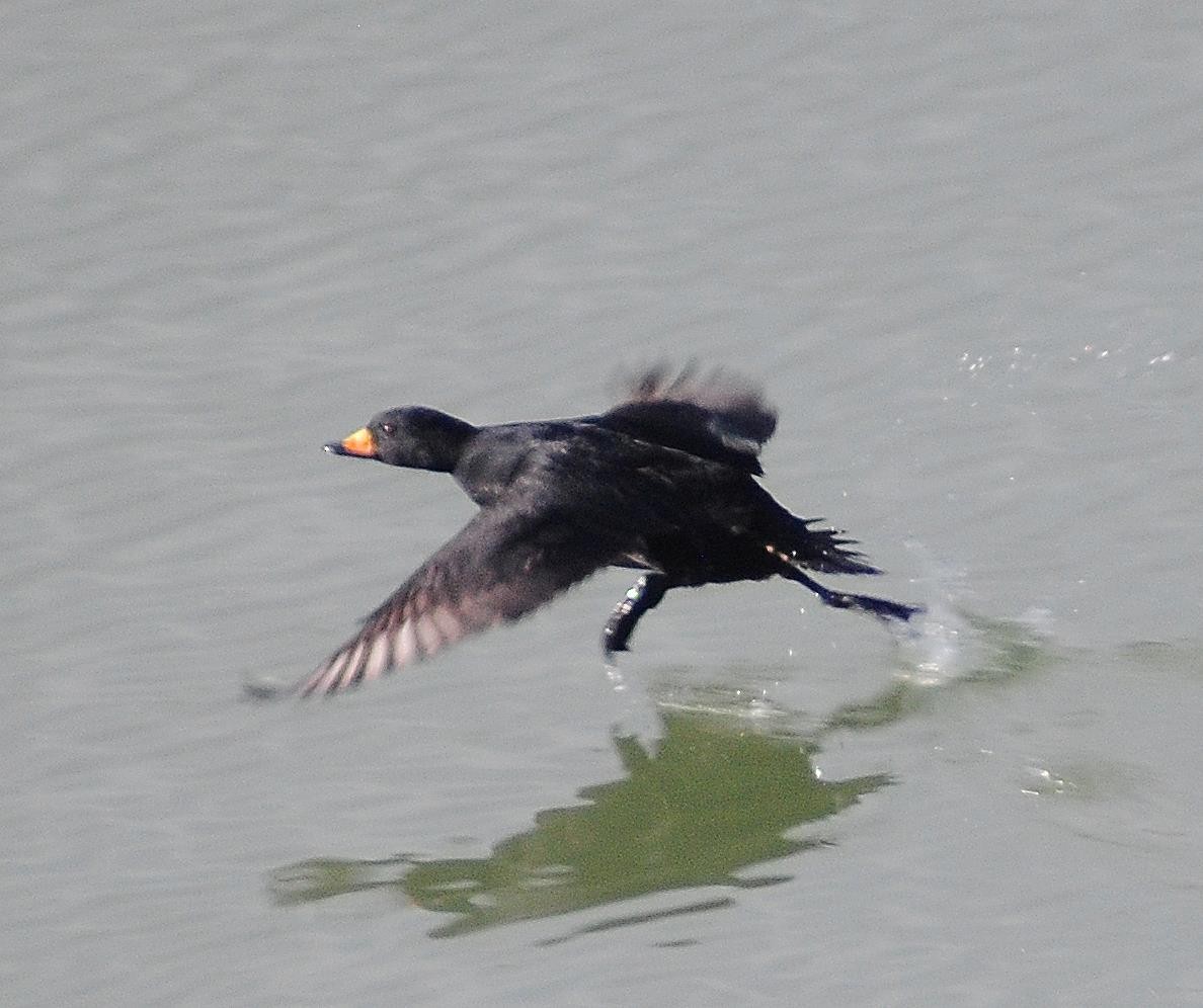 Black Scoter - ML55647571