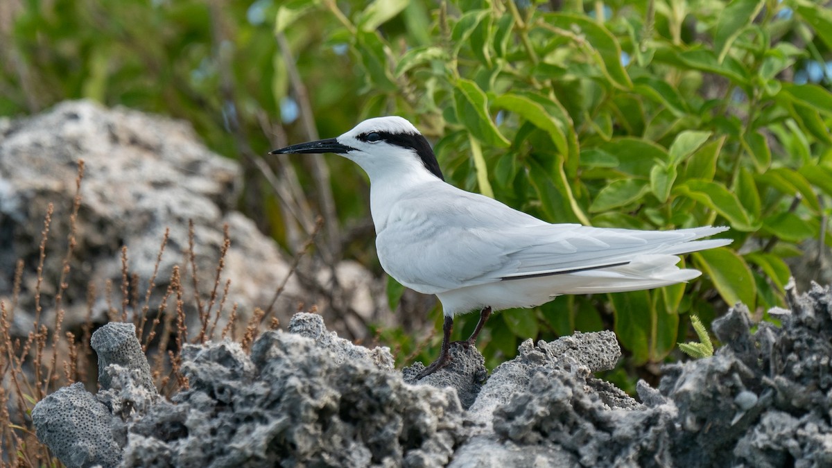 Black-naped Tern - ML556477621