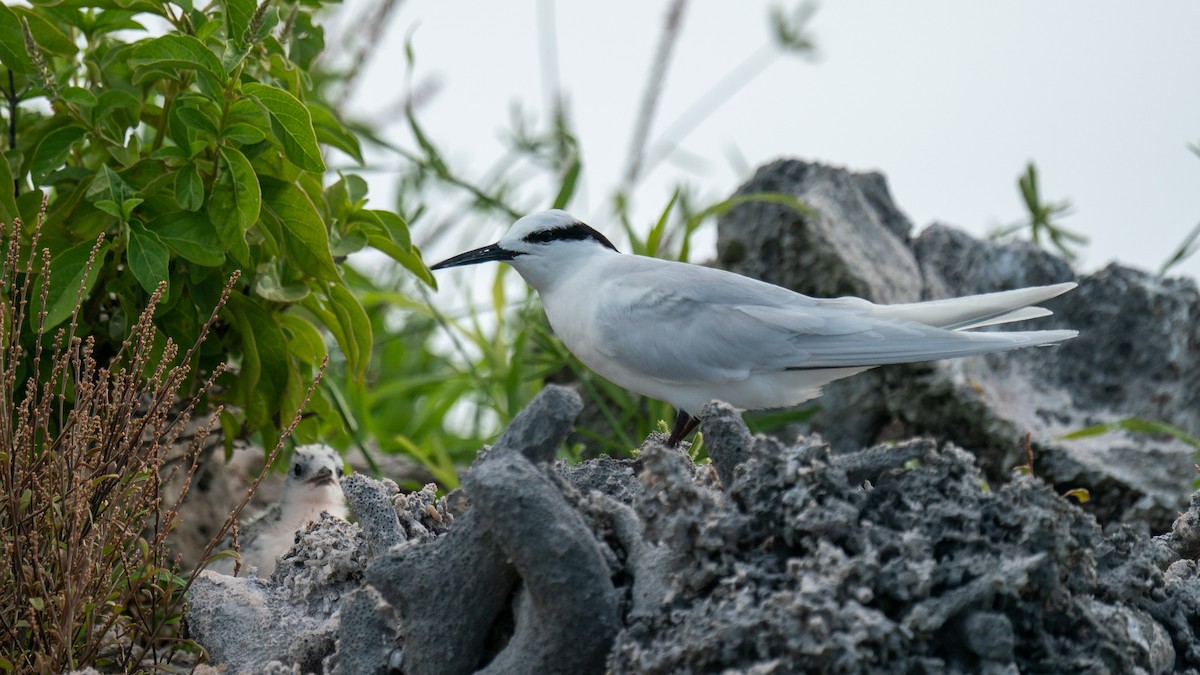 Black-naped Tern - ML556477631