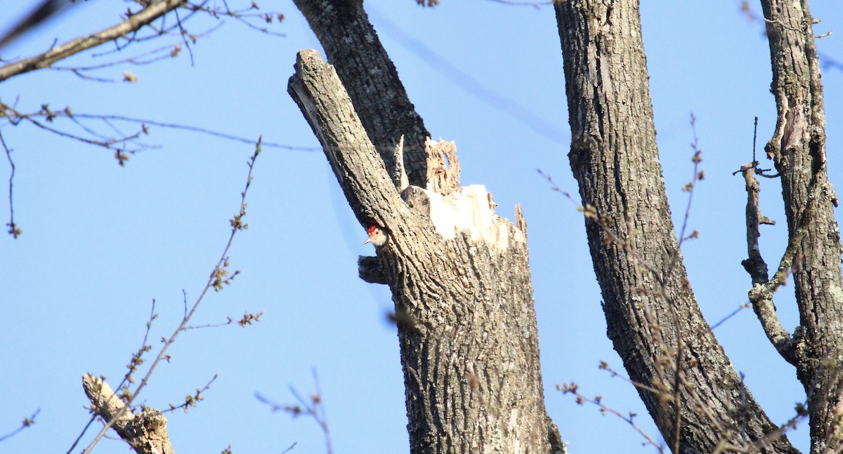 Red-bellied Woodpecker - ML556478011