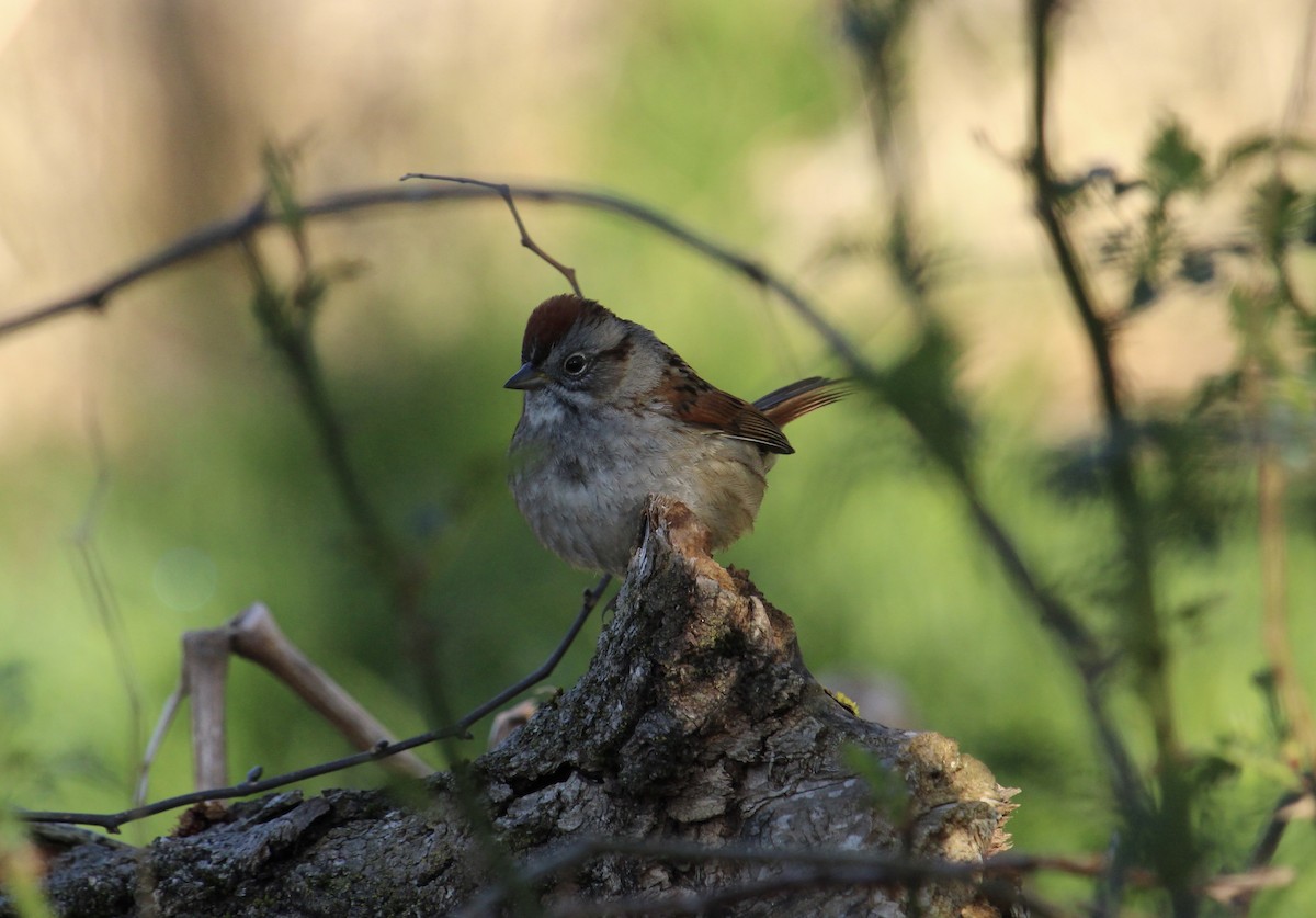 Swamp Sparrow - ML556478121