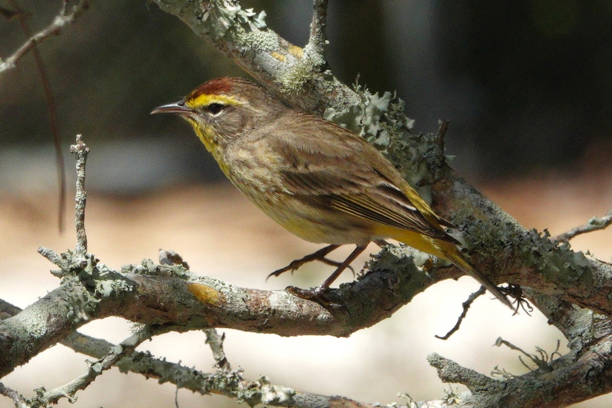 Palm Warbler - Claire Herzog