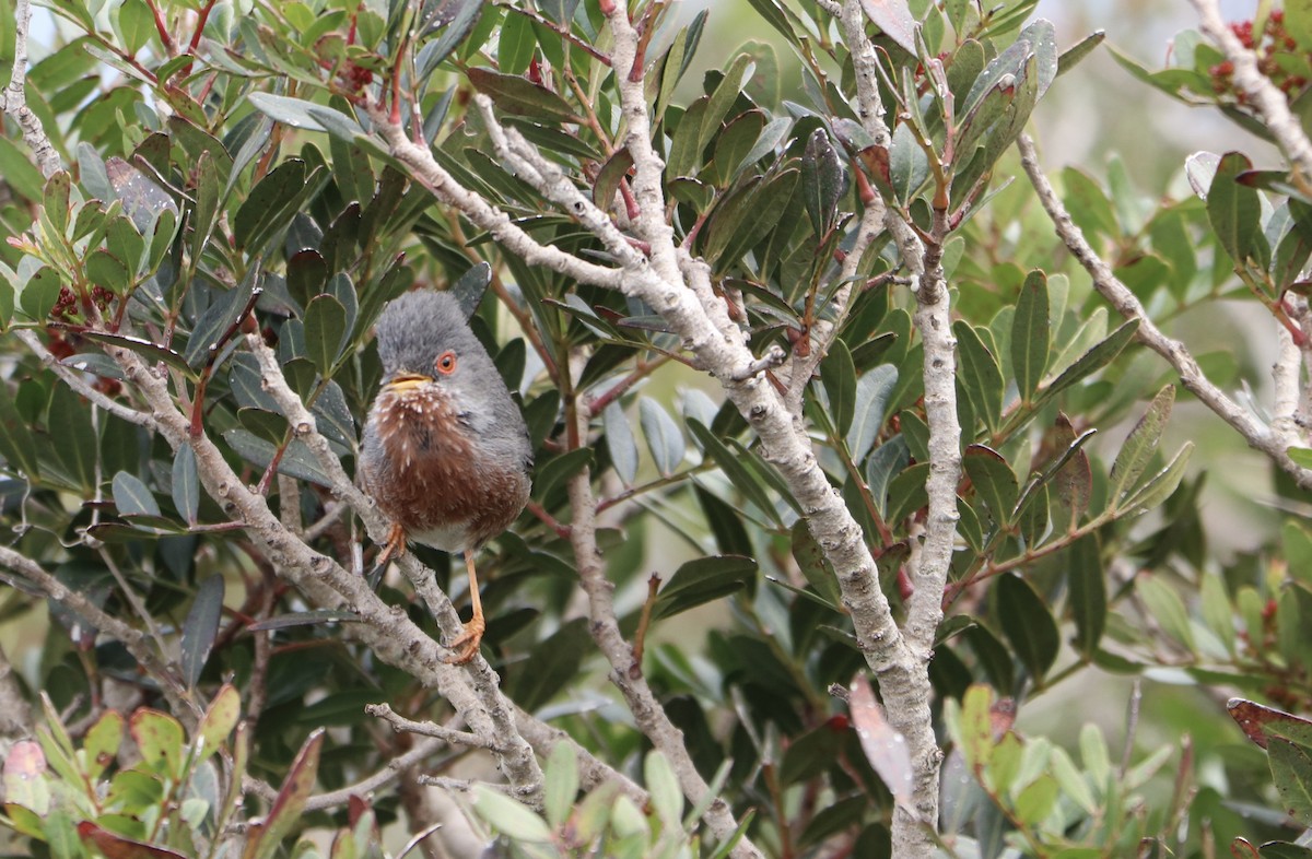 Dartford Warbler - ML556478551