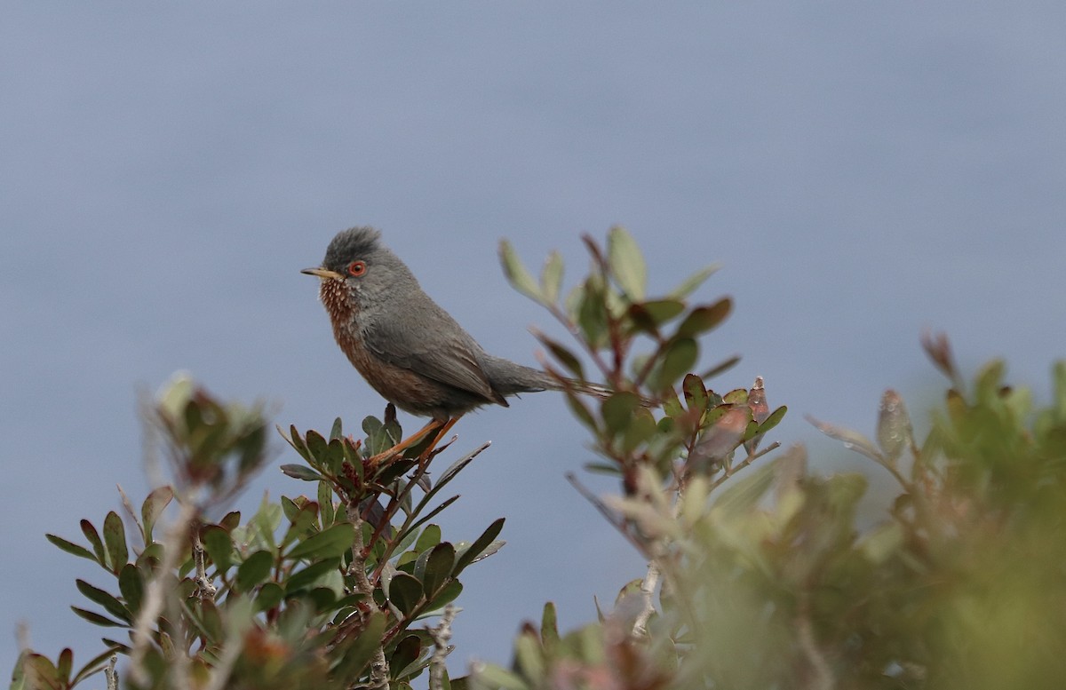 Dartford Warbler - David Guarnieri