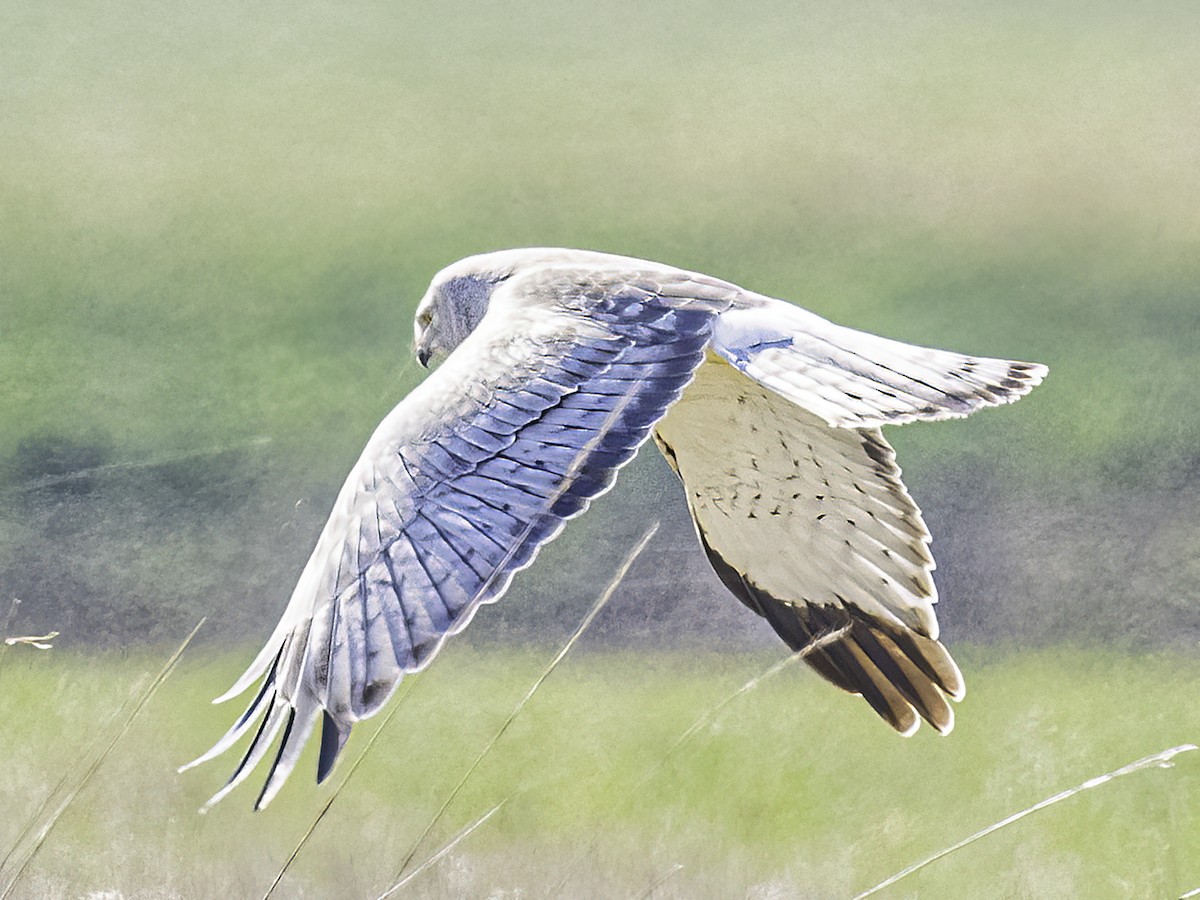 Northern Harrier - ML556479051