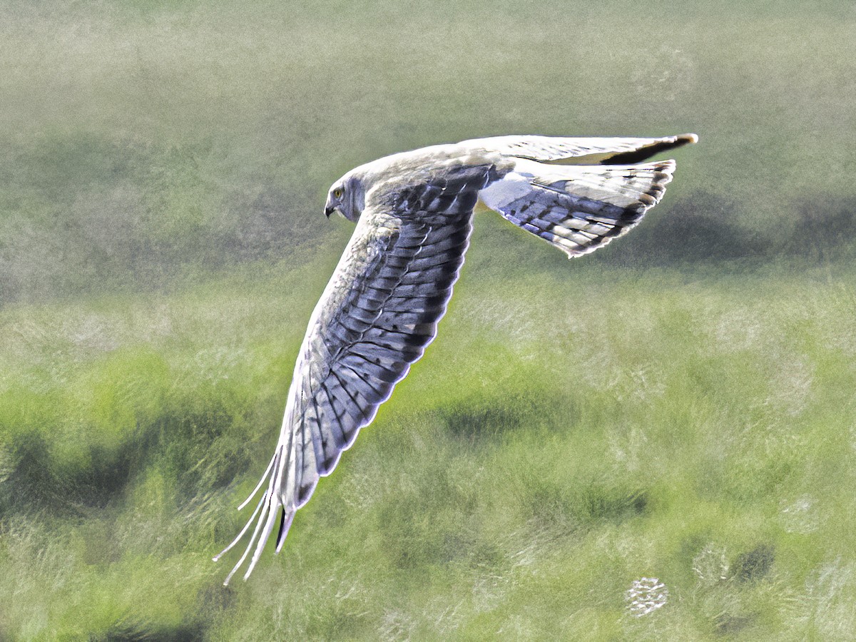 Northern Harrier - ML556479071