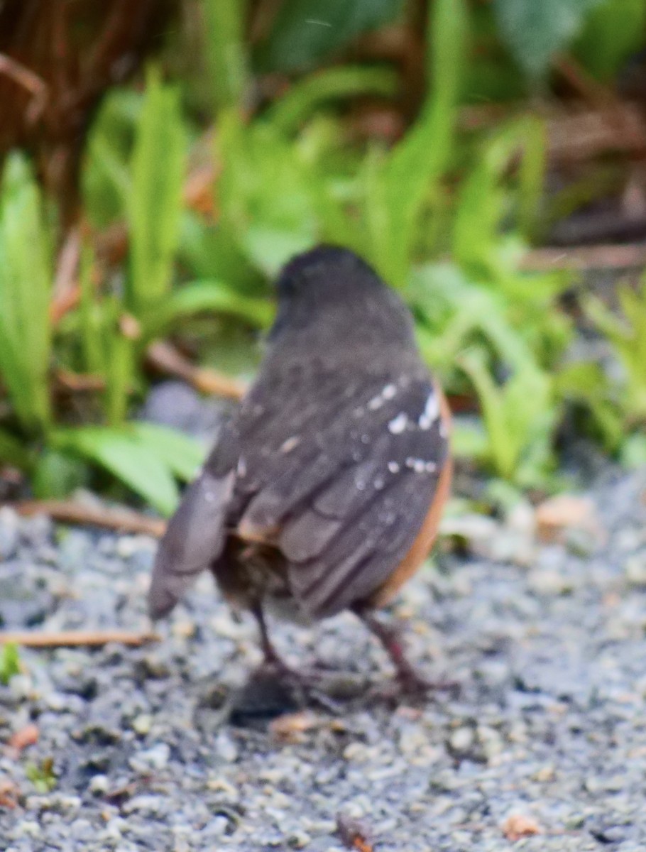 Spotted Towhee - ML556480321