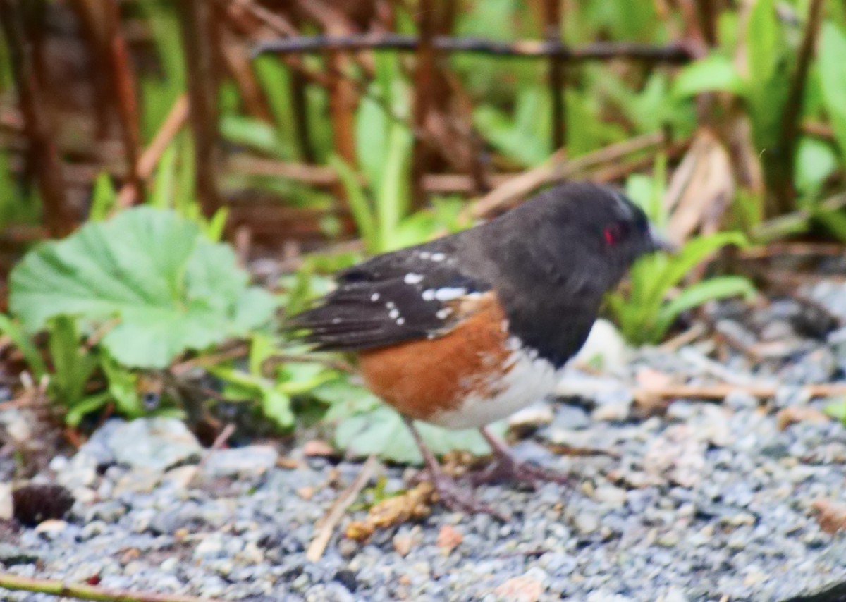 Spotted Towhee - ML556480351