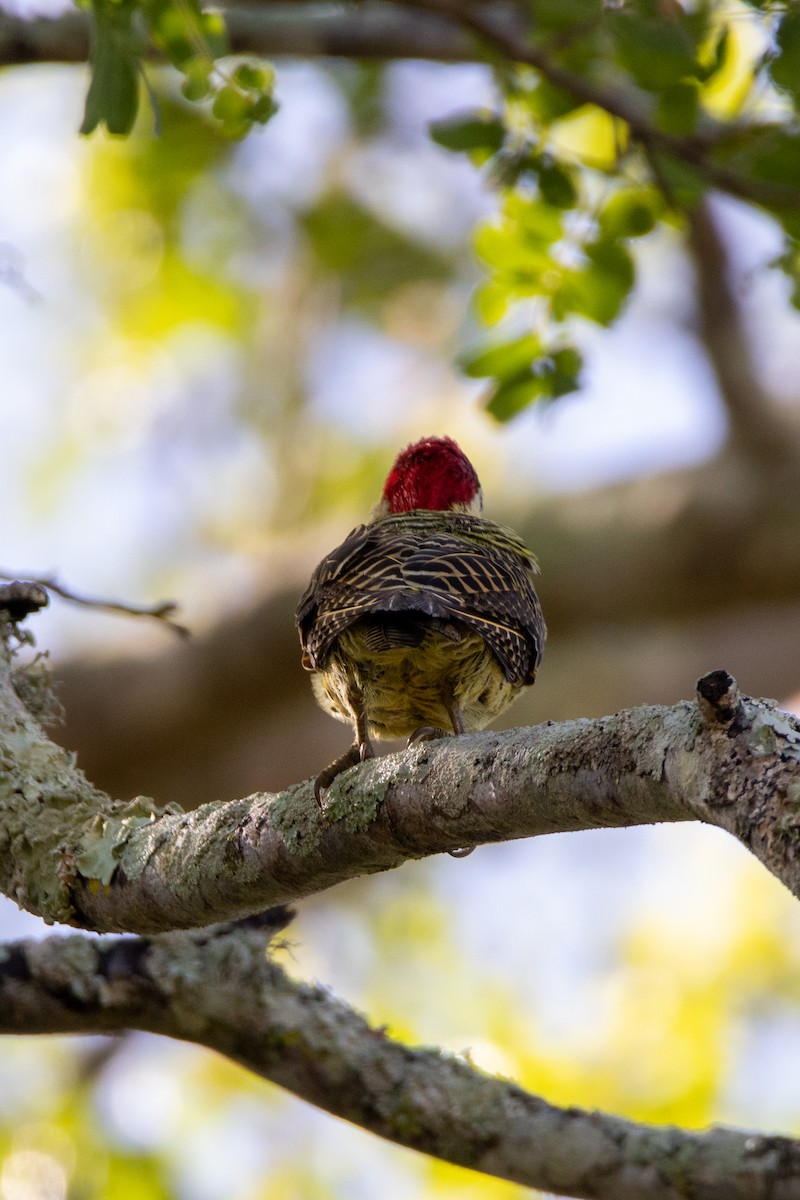 Green-barred Woodpecker - ML556480391