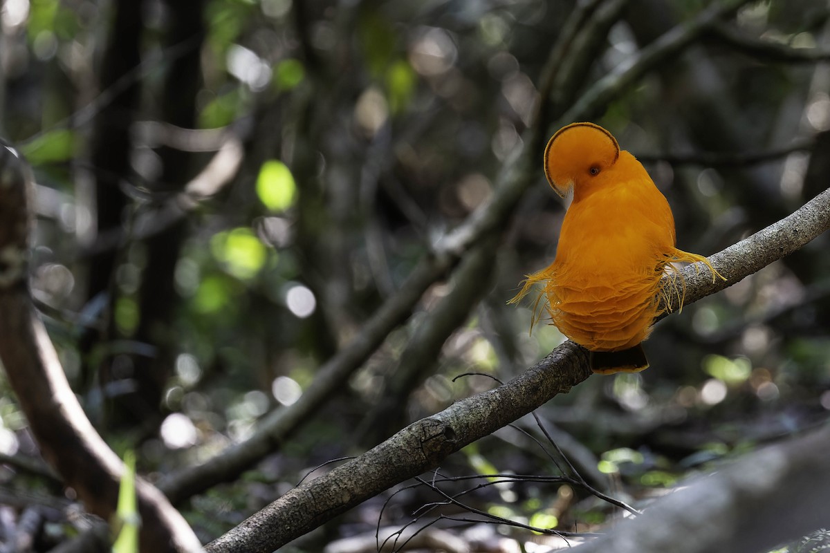 Guianan Cock-of-the-rock - ML556480441