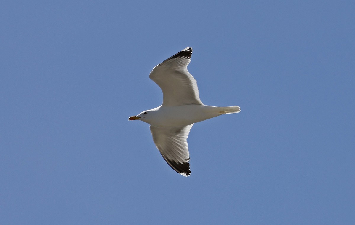 Yellow-legged Gull - ML556481311