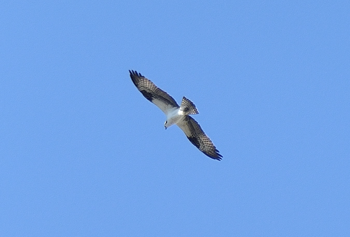 Osprey - ML556481481