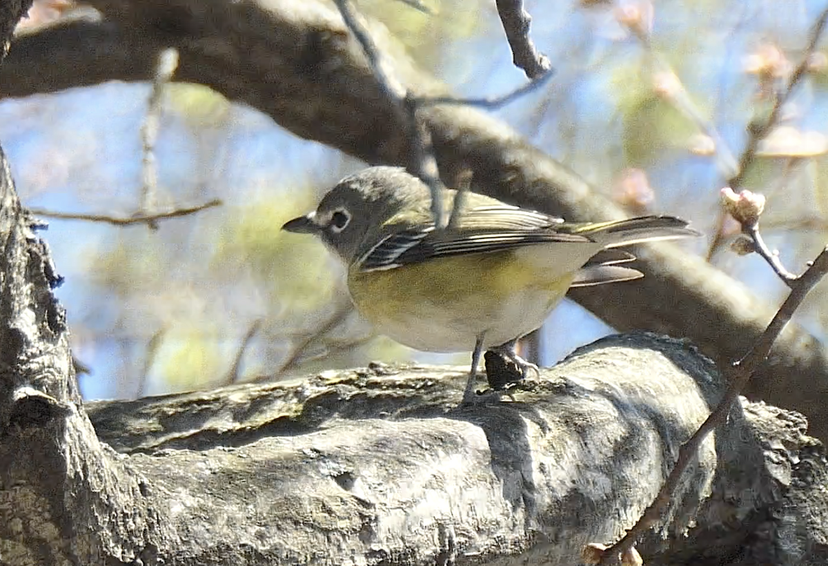 Mavi Başlı Vireo - ML556481871