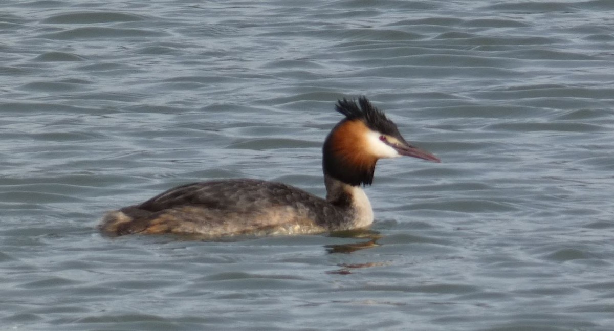 Great Crested Grebe - ML556481941