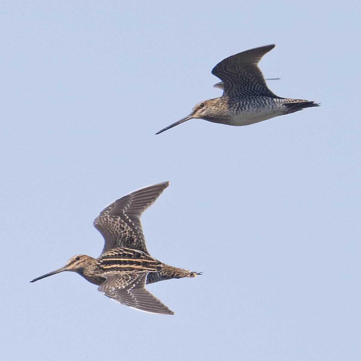 Wilson's Snipe - ML556485681