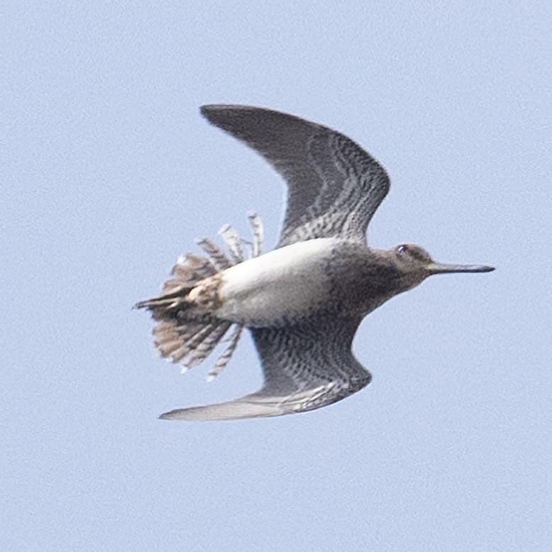 Wilson's Snipe - Mark Parker