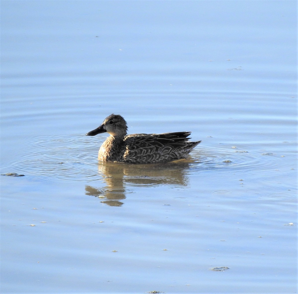 Blue-winged Teal - ML556486521