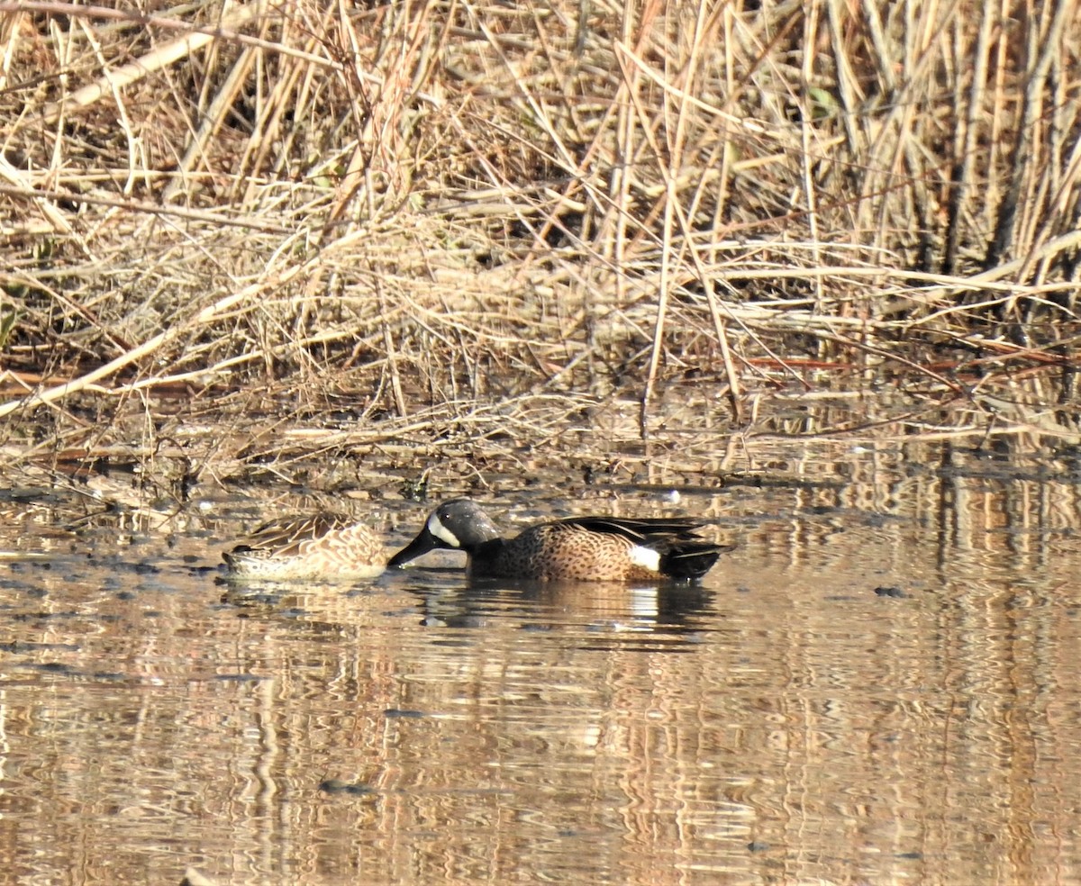 Blue-winged Teal - ML556486571