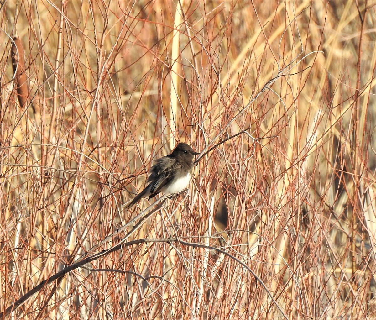 Black Phoebe - ML556486731