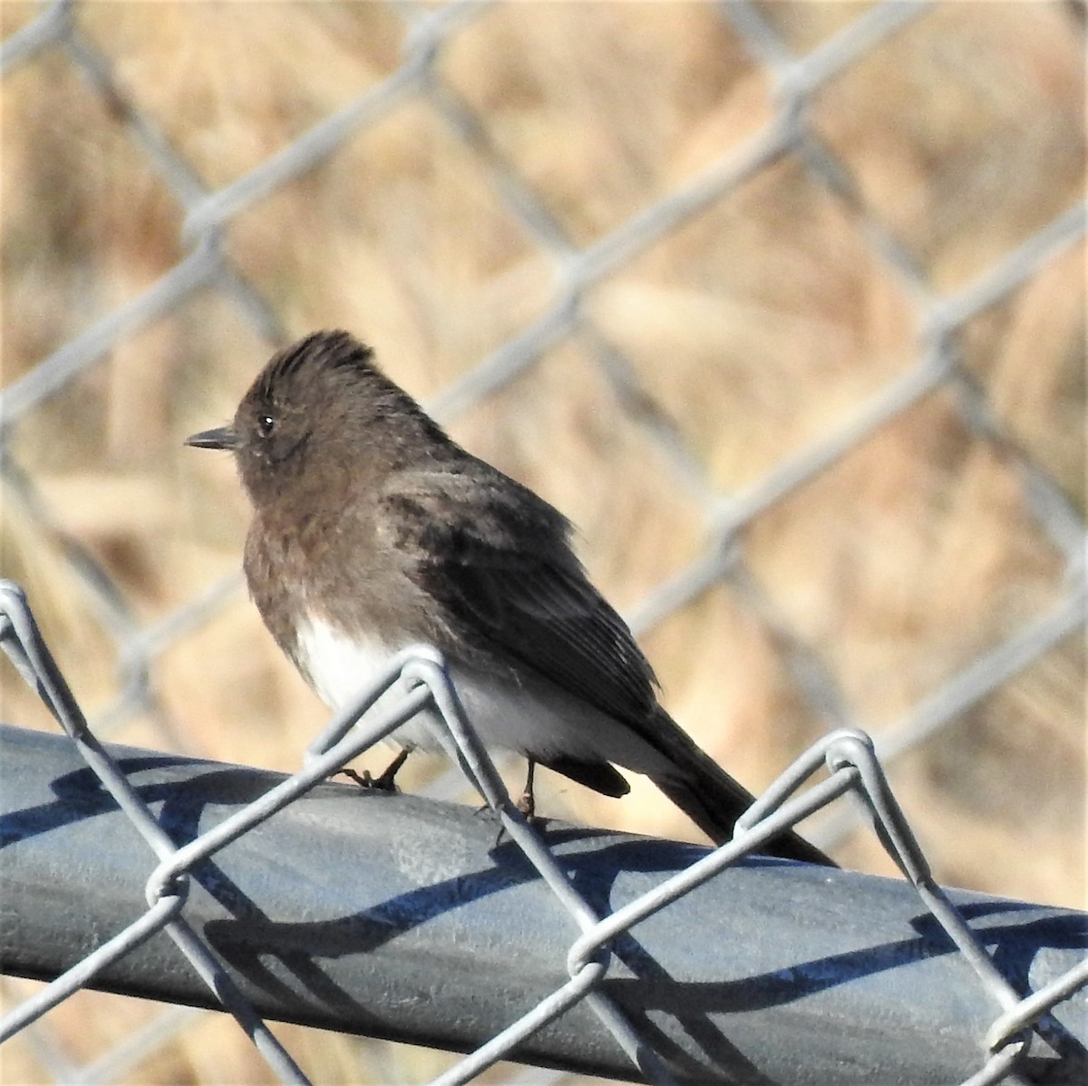 Black Phoebe - ML556486771