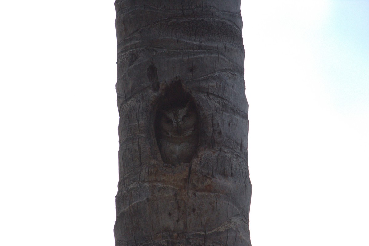 Indian Scops-Owl - PARTH PARIKH