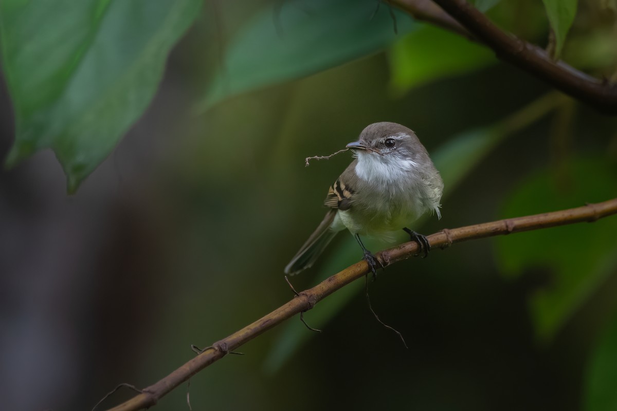 White-throated Tyrannulet - ML556487531