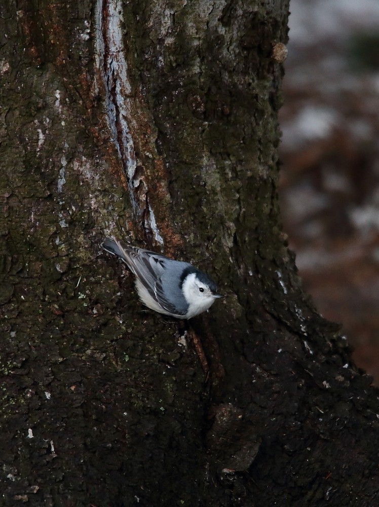 White-breasted Nuthatch - ML55648931