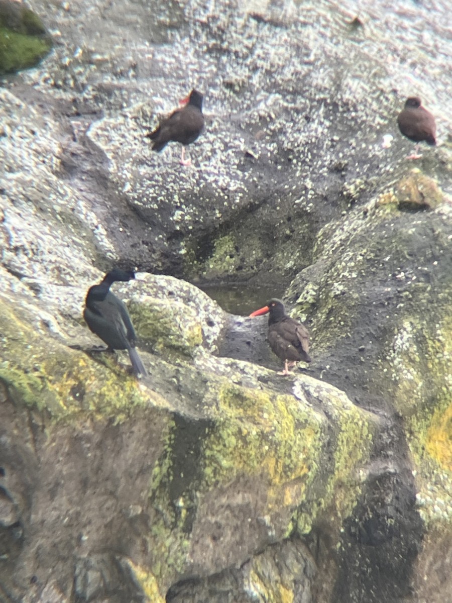 Black Oystercatcher - ML556492071