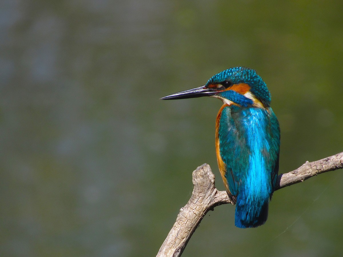 Common Kingfisher - Pietro Melandri