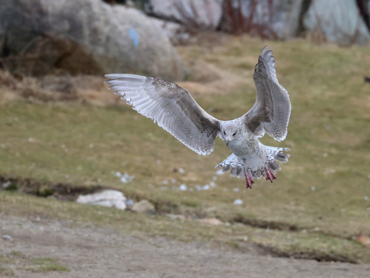 Herring Gull - ML556492971