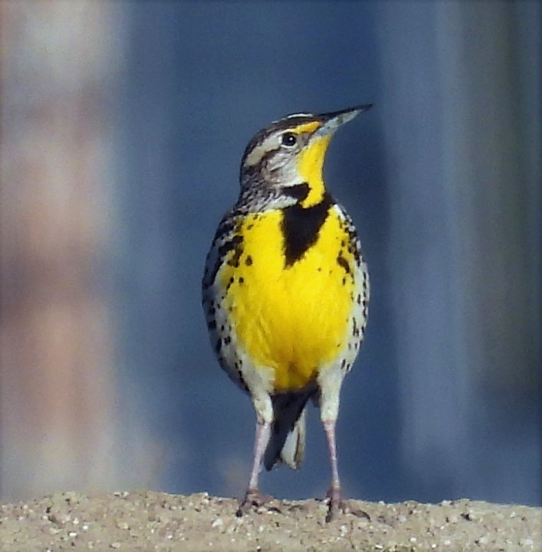 Western Meadowlark - ML556493211