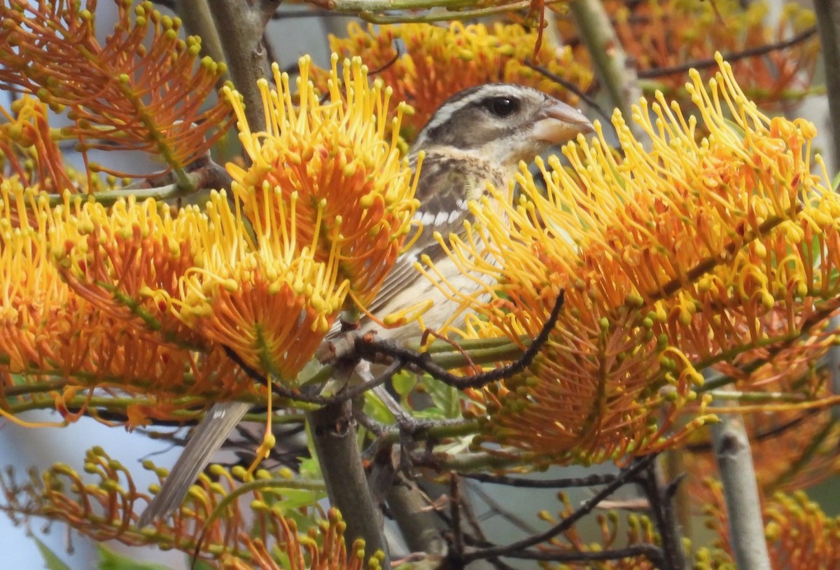 Black-headed Grosbeak - ML556493911