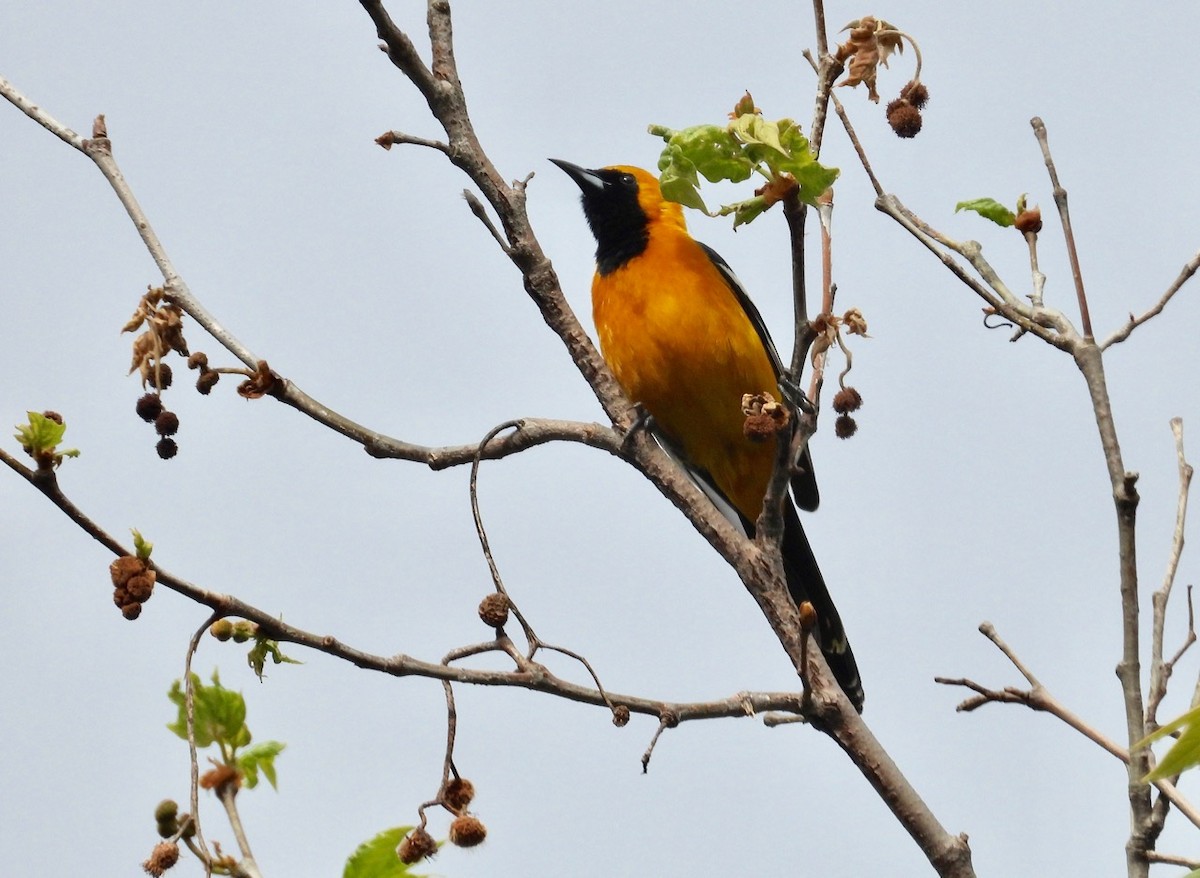 Hooded Oriole - ML556494131