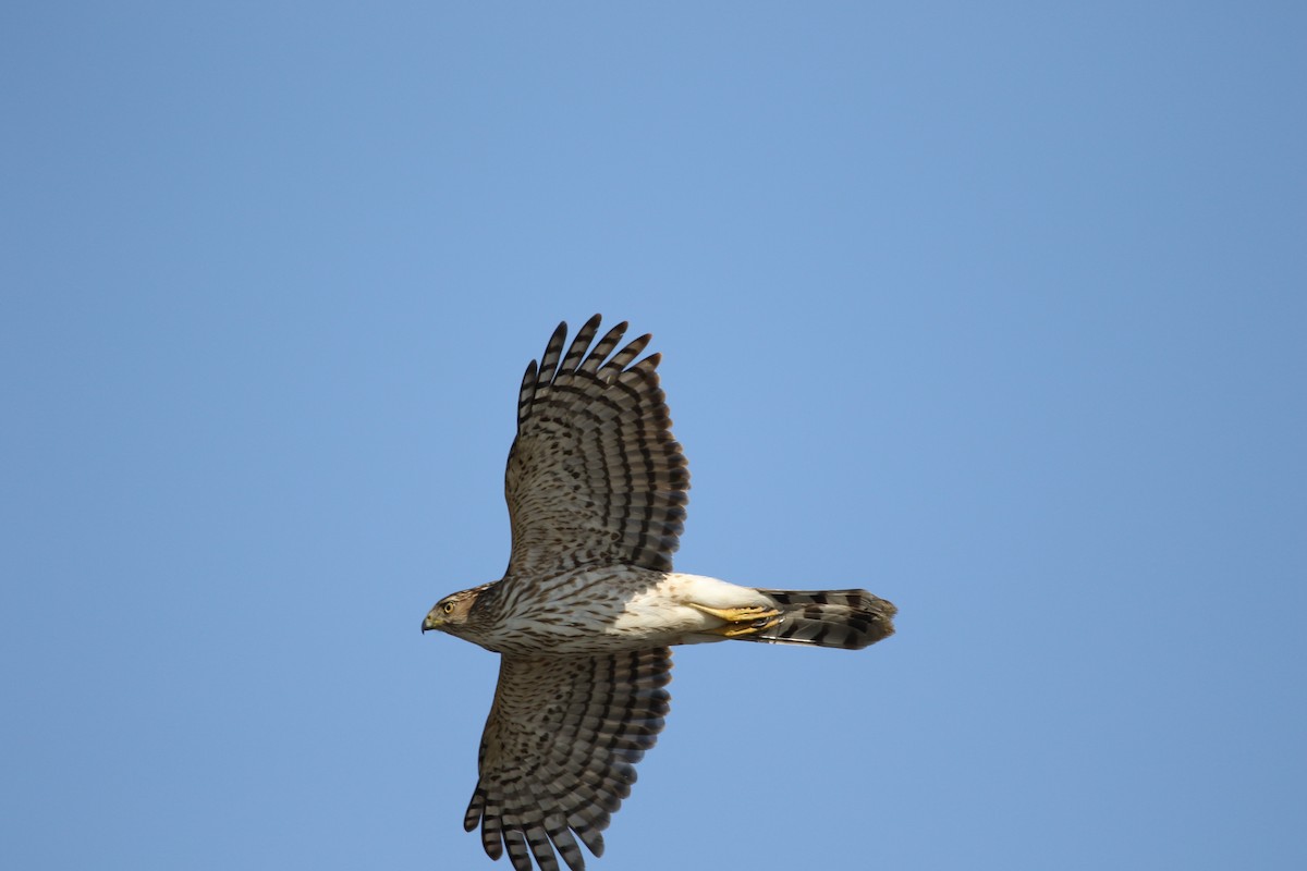 Cooper's Hawk - ML556495951