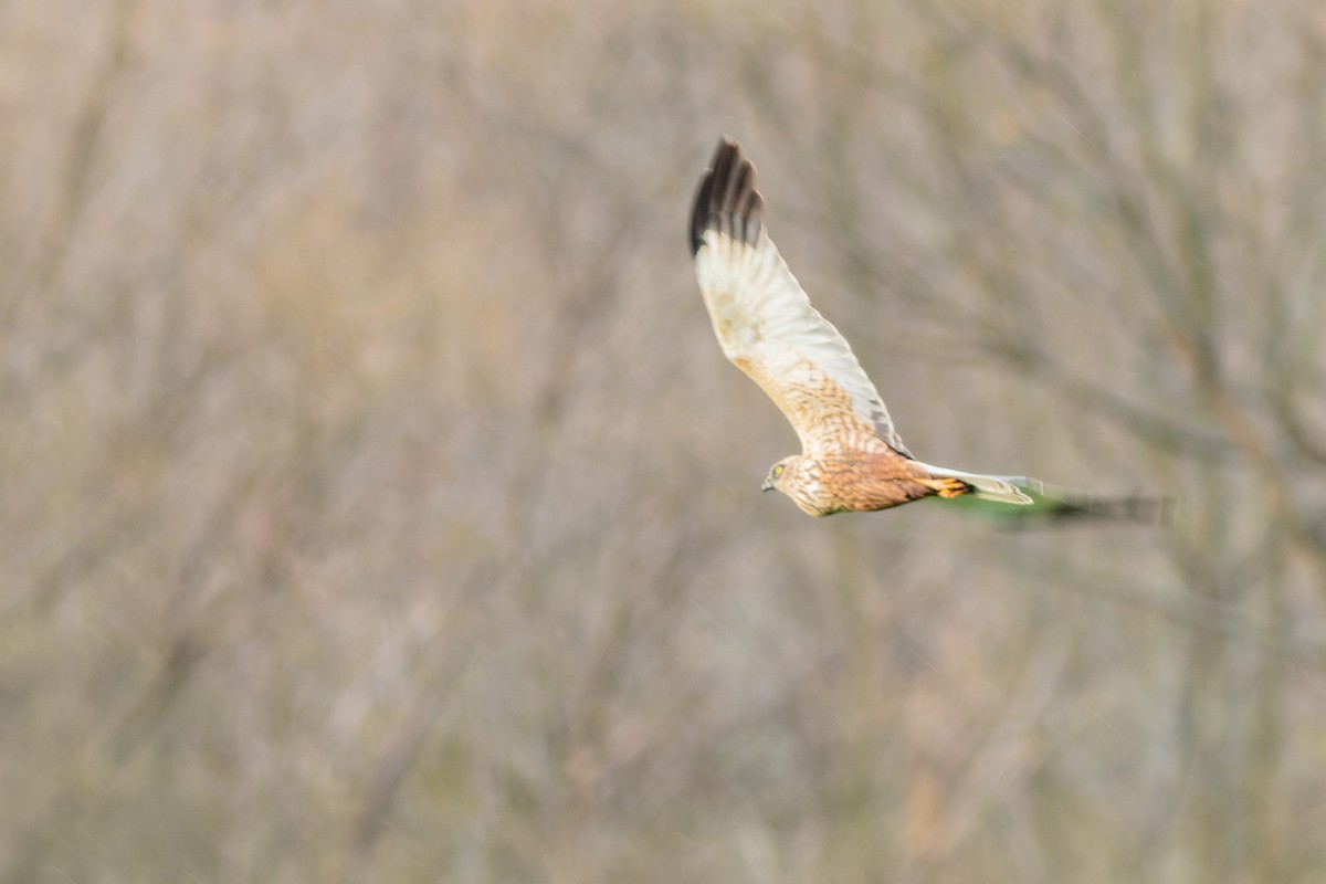 Western Marsh Harrier - ML556498181