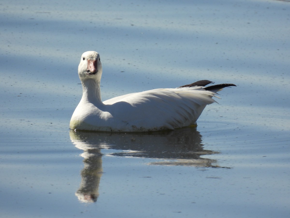 Snow Goose - ML556498401