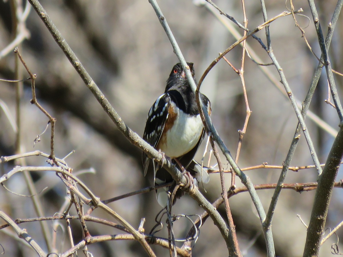 Spotted Towhee - ML556498601