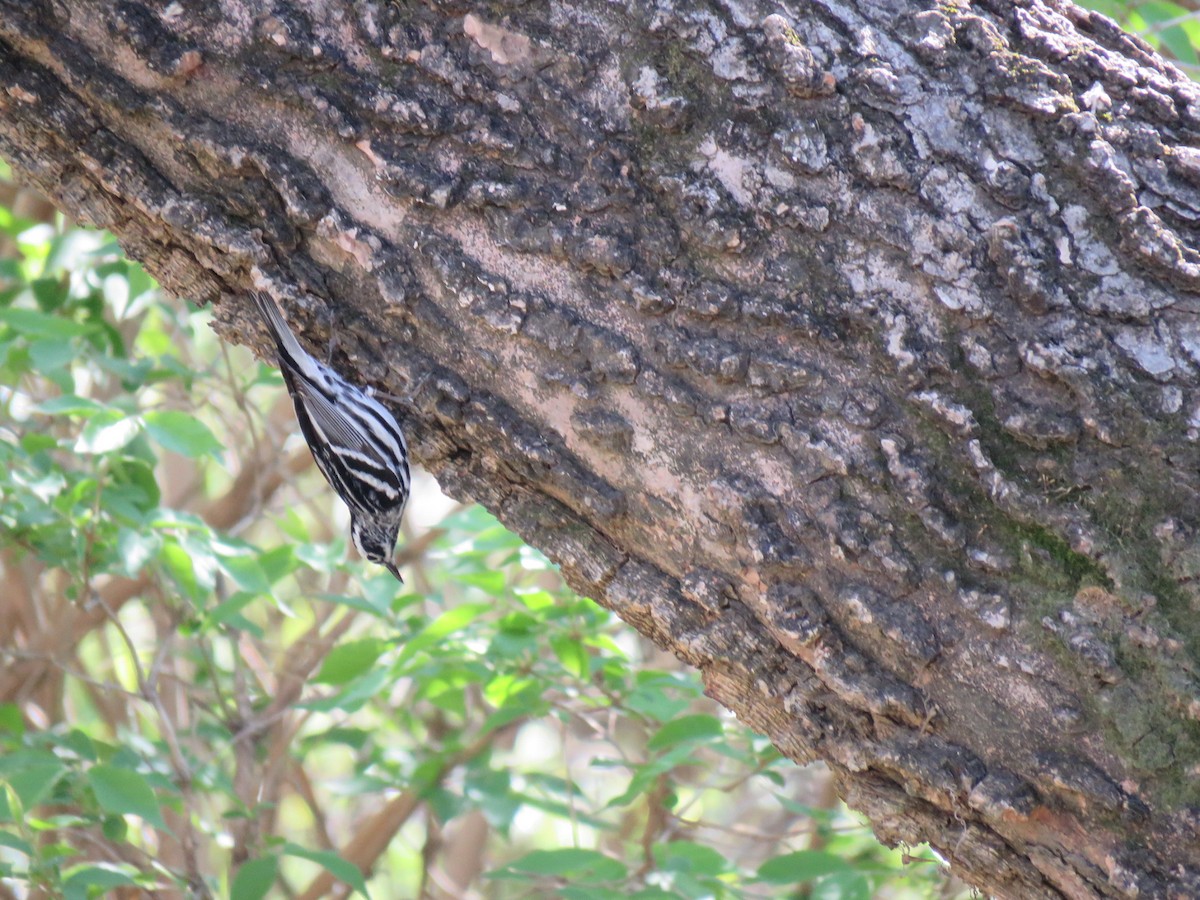Black-and-white Warbler - ML556498711